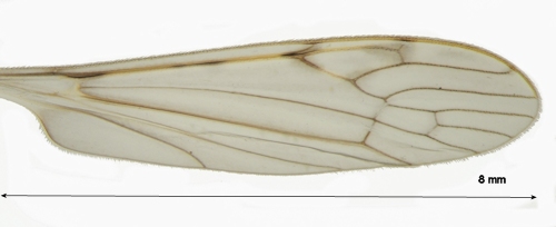 Dicranomyia vicina wing