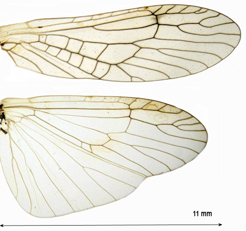 Diura bicaudata female wing