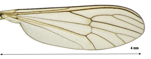 Dixella amphibia wing