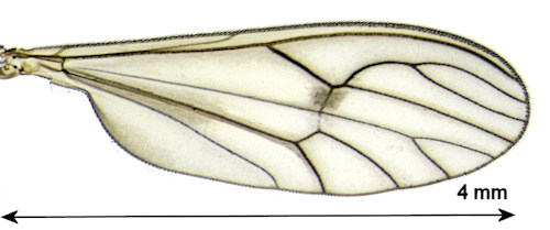 Dixella filicornis wing