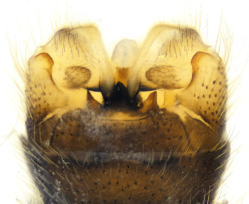Dolichopeza albipes male dorsal