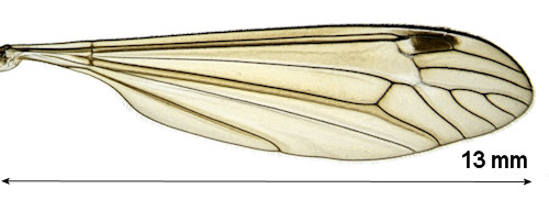 Dolichopeza albipes male wing