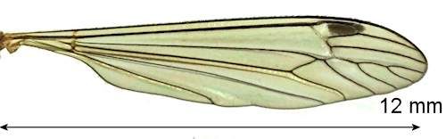 Dolichopeza bifida wing