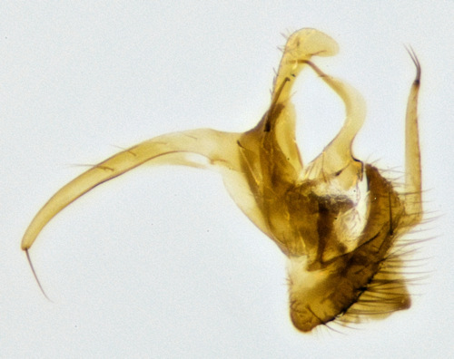 Dynatosoma fuscicorne gonostylus