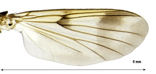 Dynatosoma fuscicorne wing