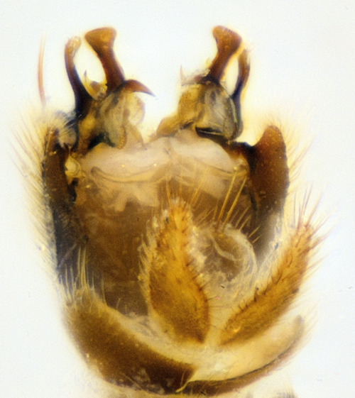Dynatosoma nigromaculatum dorsal