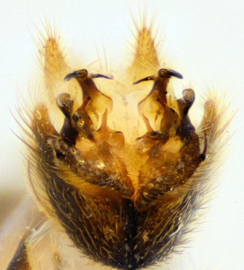 Dynatosoma nigromaculatum ventral
