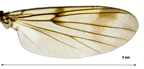 Dynatosoma nigromaculatum wing