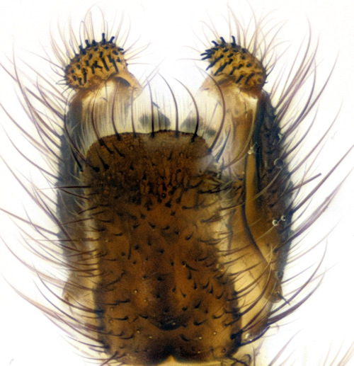 Dziedzickia marginata dorsal