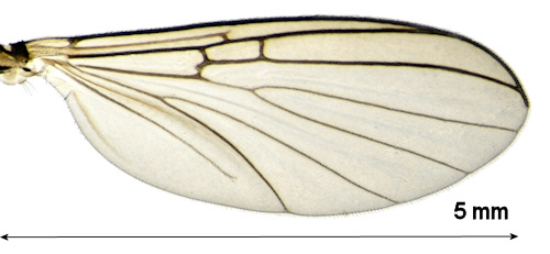 Dziedzickia marginata wing