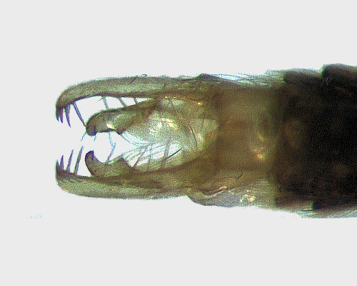 Ecnomus tenellus male dorsal