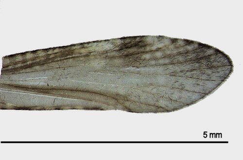 Ecnomus tenellus