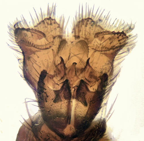 Ectrepesthoneura colyeri ventral