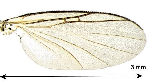 Ectrepesthoneura colyeri wing
