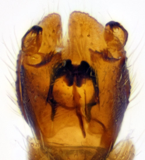 Ectrepesthoneura pubescens ventral