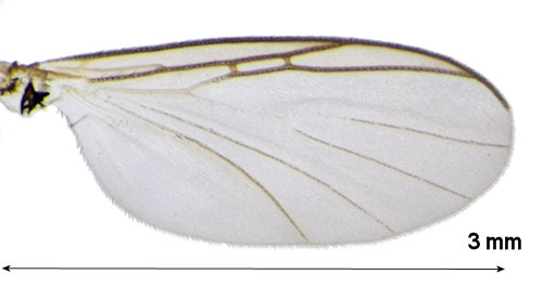Ectrepesthoneura pubescens wing
