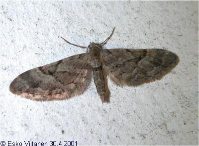Eupithecia lanceata U:Espoo 667:37