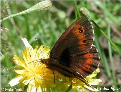 Erebia ligea V:Nummi-Pusula 22.7.2001