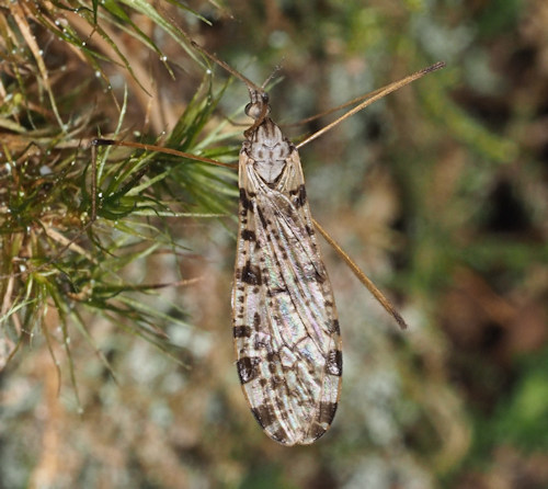 Eloeophila maculata