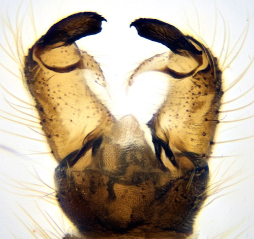 Eloeophila mundata dorsal