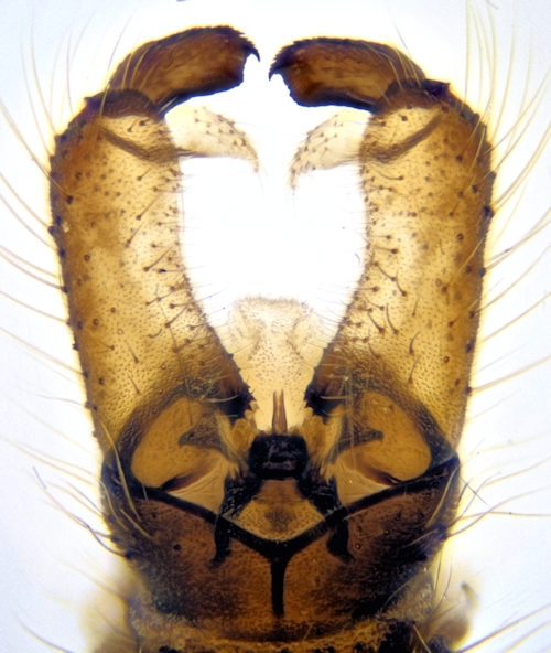 Eloeophila mundata ventral