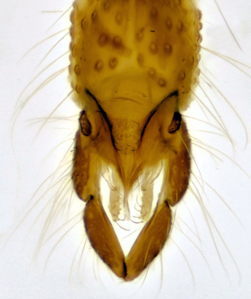 Endochironomus stackelbergi dorsal