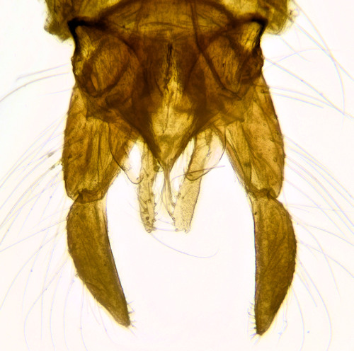 Endochironomus stackelbergi dorsal
