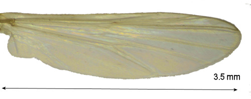 Endochironomus stackelbergi wing