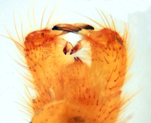 Erioptera divisa male dorsal