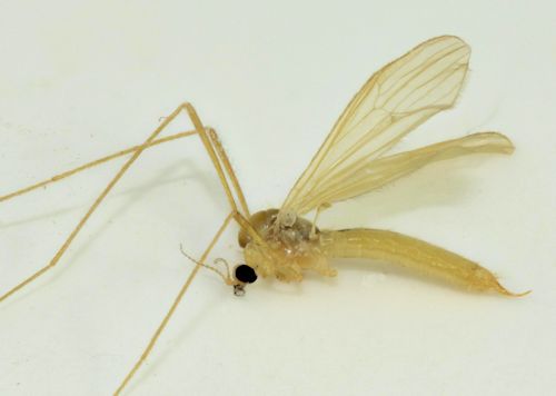 Erioptera divisa female