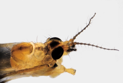 Erioptera lutea