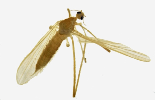 Erioptera nielseni