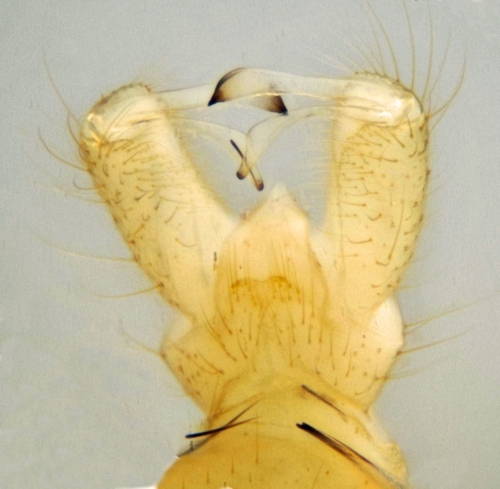 Erioptera nielseni male dorsal