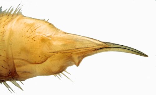 Erioptera nielseni female laterla