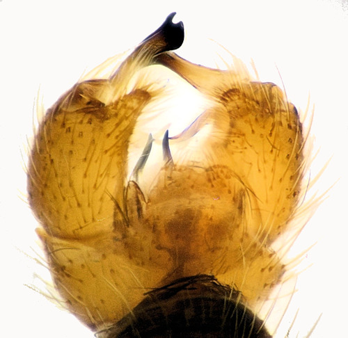 Erioptera sordida dorsal