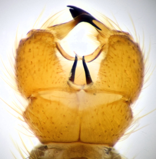 Erioptera sordida ventral