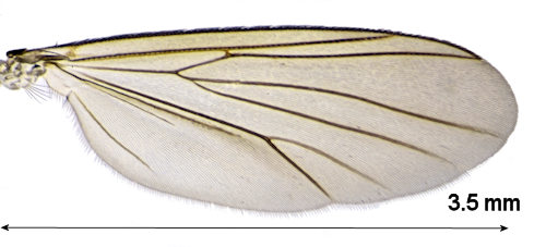 Exechia dorsalis wing