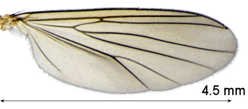 Exechia fusca wing