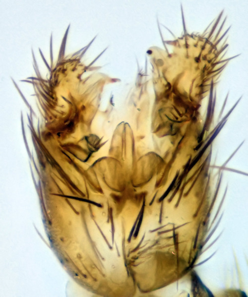 Exechia lucidula ventral