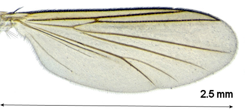 Exechia lucidula wing