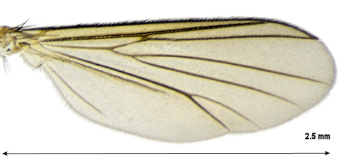Exechia neorepanda wing