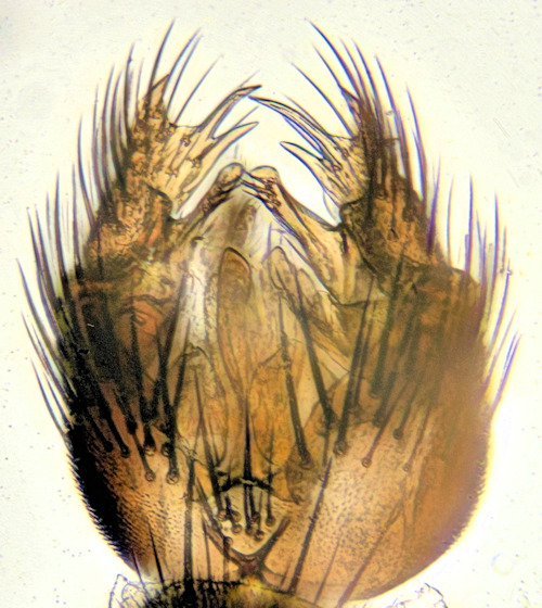 Exechia nigrofusca ventral