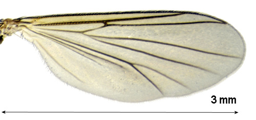 Exechia nigrofusca wing