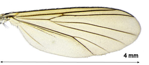 Exechia nigroscutellata wing
