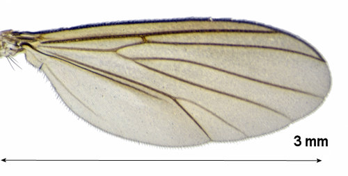 Exechia parvula wing