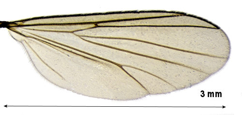 Exechia pectinivalva wing