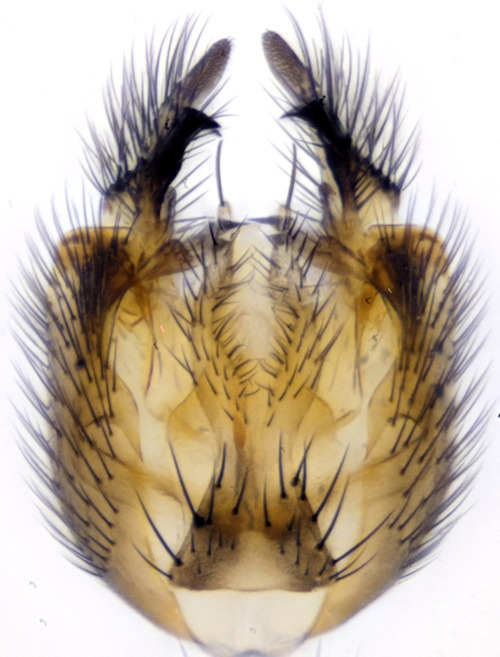 Exechiopsis aemula dorsal