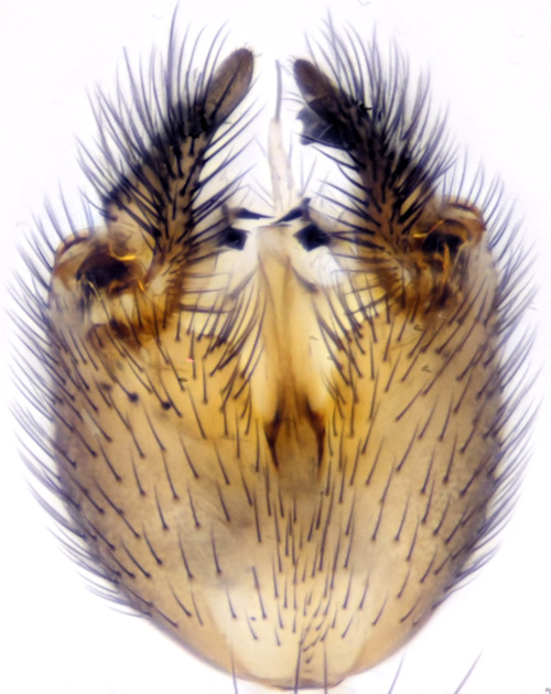 Exechiopsis aemula ventral