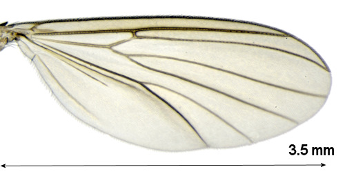 Exechiopsis aemula wing