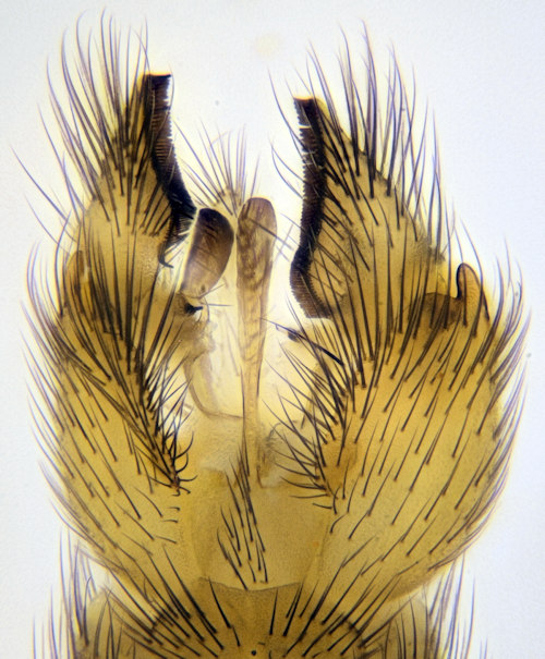 Exechiopsis fimbriata ventral
